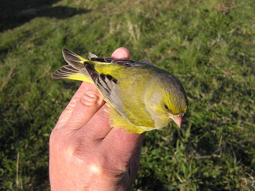 European Greenfinch, Sundre 20070503